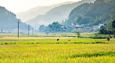 Rice fields and a rural village supported by Sieyuan rural revitalization work
